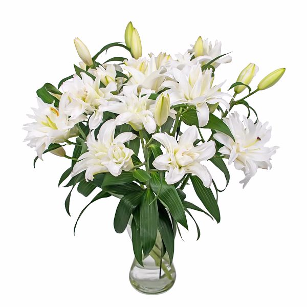 Double-Flowering Lilies