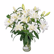 Double-Flowering Lilies
