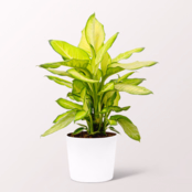 Dieffenbachia Summer Style