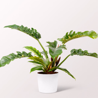 Philodendron Narrow