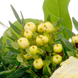 Liegestrauß in Weiß