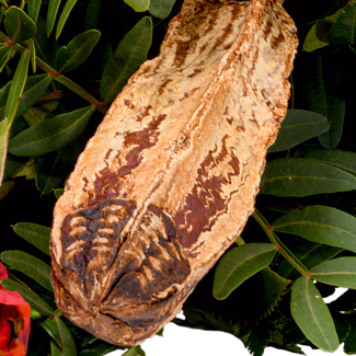 Liegestrauß Ruhe sanft