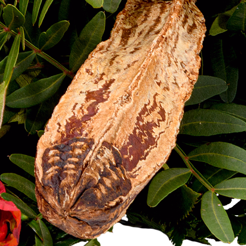 Liegestrauß Ruhe sanft