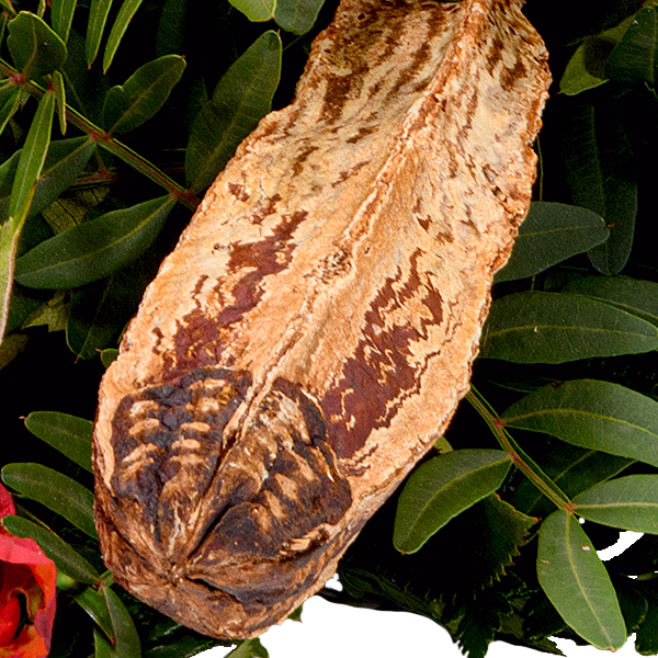 Liegestrauß Ruhe sanft