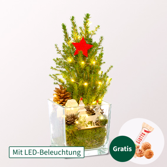 Weihnachtsbaum Weihnachtsstimmung mit Lichterkette & mit Ferrero Giotto 3er