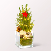 Weihnachtsbaum Weihnachtsstimmung mit Lichterkette & mit Ferrero Giotto 3er