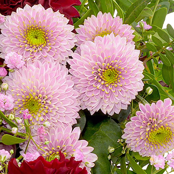 Liegestrauß In Liebe