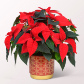 Red Poinsettia in a Ceramic Pot