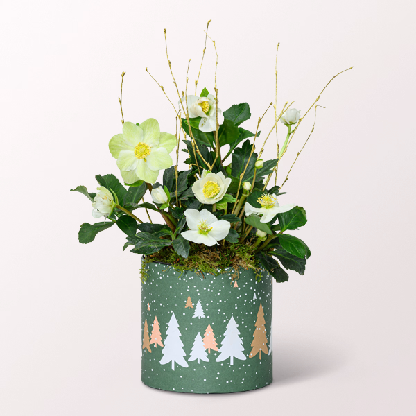 White Snow Rose in a Christmassy Pot