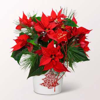 Red Poinsettia in a Ceramic Pot