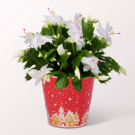 Christmas Cactus in a Pretty Winter Pot