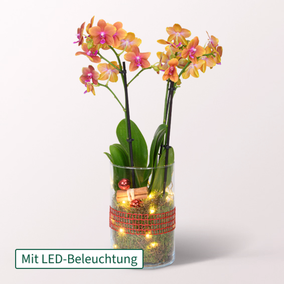 Orange Orchidee im Glas