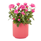 Rosa Rose im Keramiktopf