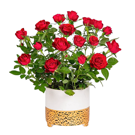 Red Rose in a Ceramic Pot