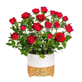 Rote Rose im Keramiktopf