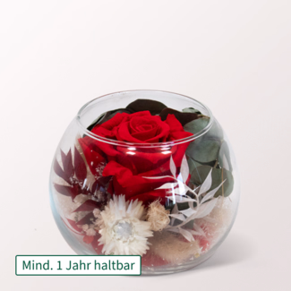 Rote haltbare Rose im Glas