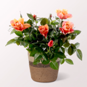 Orange Rose in Basket