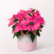 Pink Poinsettia