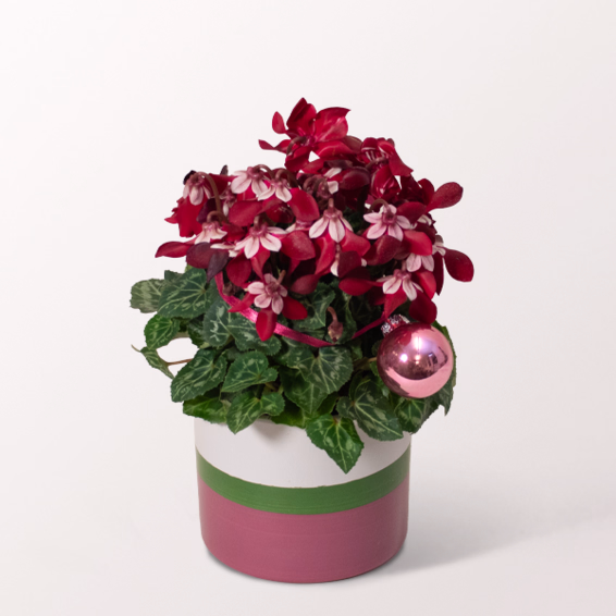 Red Christmas Cyclamen