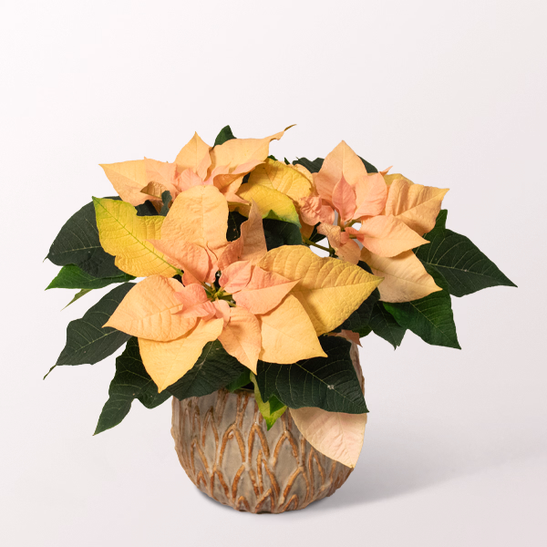 Apricot Coloured Poinsettia