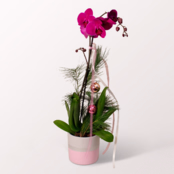 Festive Butterfly Orchid