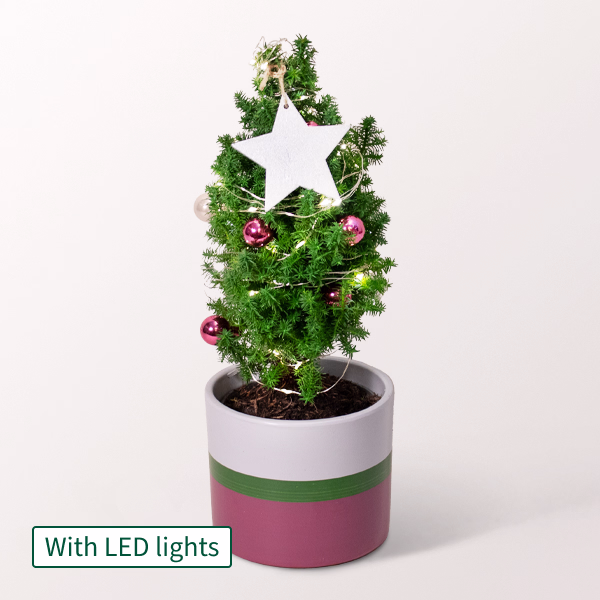 Christmas Tree Sweet Christmas with X-Mas lights