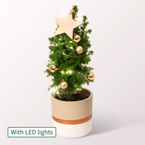 Christmas Tree Sterntaler with X-Mas lights