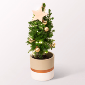 Christmas Tree Sterntaler with X-Mas lights