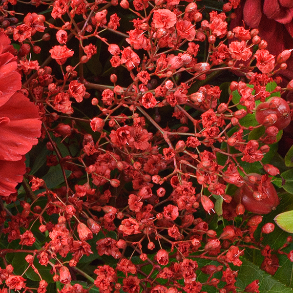 Blumenstrauß Red Velvet mit Vase & Ferrero Giotto 3er