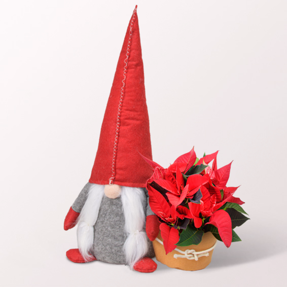 Arrangement Sterntaler