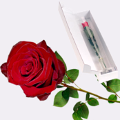 Red Fairtrade premium rose in quality gift box