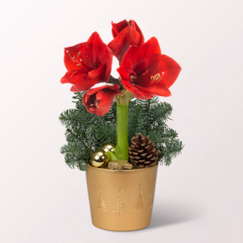 Red Amaryllis in a Pot