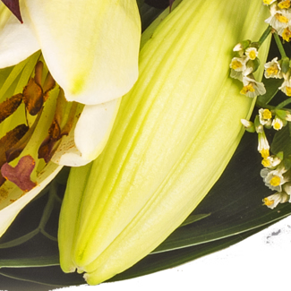 Liegestrauß in Weiß und Rot