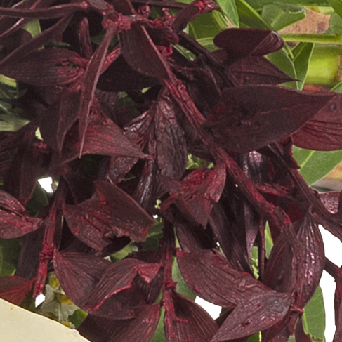 Liegestrauß in Weiß und Rot