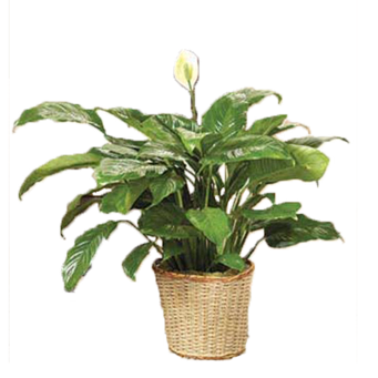 Friedenslilie im Korb