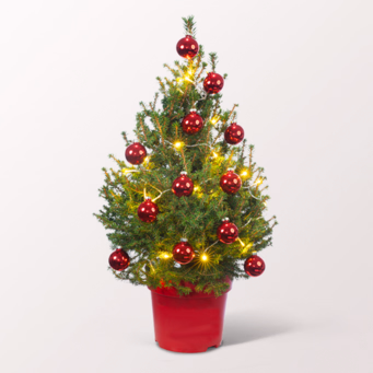 X-Mas Tree Little Santa with X-Mas lights & with 3 Ferrero Giotto