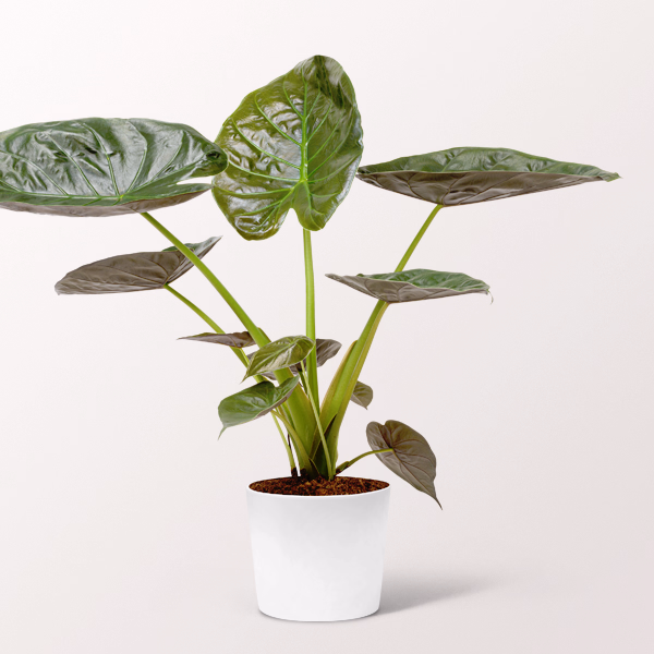 Pfeilblatt (Alocasia wentii)