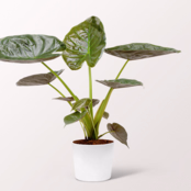 Pfeilblatt (Alocasia wentii)