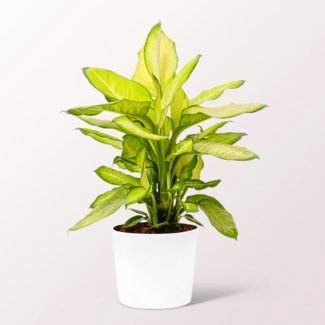 Dieffenbachia Summer Style