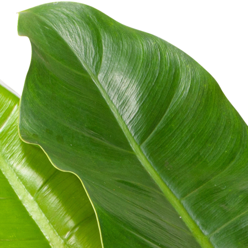 Philodendron Imperial Green