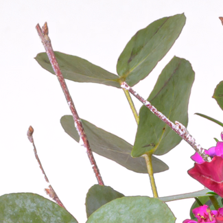 Blumenstrauß Sensation mit Vase & Ferrero Giotto 3er