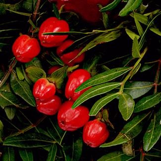 Sympathy Wreath Erinnerung