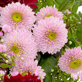 Liegestrauß In Liebe