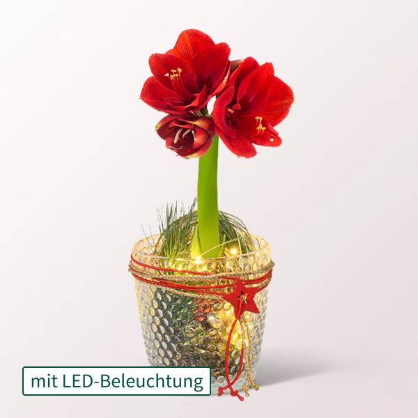 Weihnachtszauber im Glas