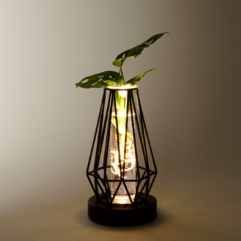 Water Plant Monstera in Metal Vessel