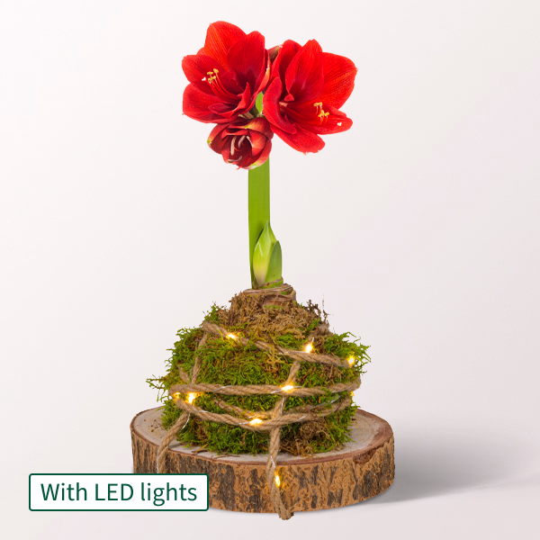 Red Amaryllis Arrangement