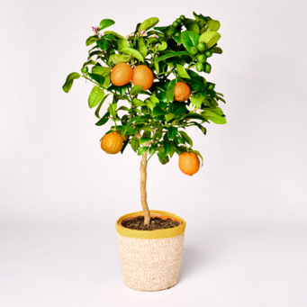 Orange tree
