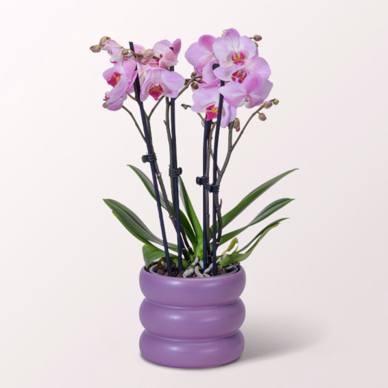 Pink Orchid in a bubbly pot