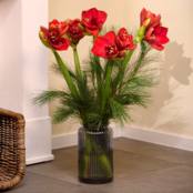 Amaryllis im Bund mit Ferrero Giotto 3er