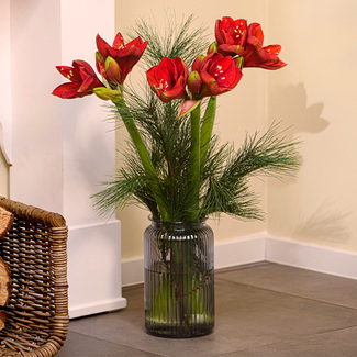 Amaryllis in a Bunch with 3 Ferrero Giotto